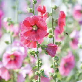 Radiant Rose, Hollyhock Seeds